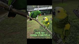 아기 뉴기니아 크롱이 흐린날 아마조나방문   #뉴기니아 #parrot  #뉴기니아앵무 #birds #뉴기니아앵무새 #반려동물 #parrotlover #cute #아마조나