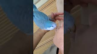 딸기퀘이커 #젤사랑하는아빠랑뽀뽀