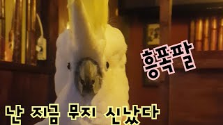 신난 앵무새가 할수 있는 모든것 수다 인사 춤 괴성 푸…
