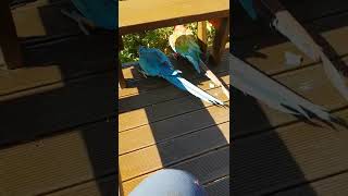 청금강 앵무랑 홍금강앵무 데크부수기 사고치기전 깜딱놀랐네요