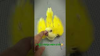 나나랑 설탕이 2세 마지막 번식 애기들 #퀘이커앵무새 …