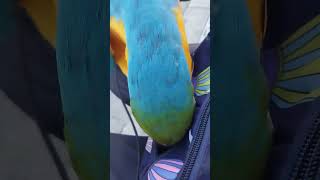 엄마 가방에서 잣 꺼내먹는 루카 #macaw #청금강 #청금강앵무새