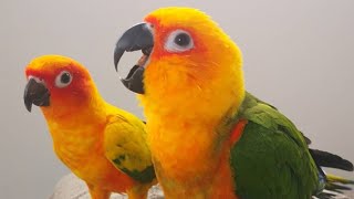 Sun Conure Sounds | Sun Conure…
