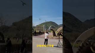 청금강앵무새 하강 #shorts