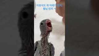 유리앵무/ 앵무새 /소형조 / 파랑새 / 이유조 /pa…