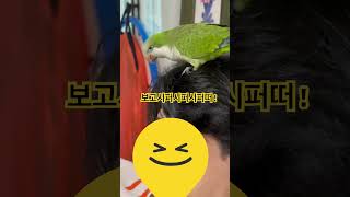 엉아 조아~ ♡ #앵무새 #퀘이커 #parrot #형#털 고르기