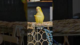 말하는 레몬이 ㅋㅋㅋ 옹알이도 많이해요 #모란앵무 #루티노퀘이커 #퀘이커앵무새 #앵무새 #앵무새목욕 #퀘이커레몬이