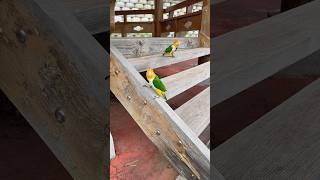 환타 삐삐 최애장소  #카이큐 #parrot #bird…