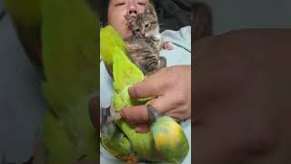 아마존앵무새 놀아주기