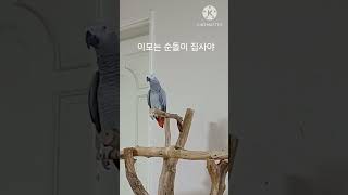 앵무새ㅡ이모는 순돌이 집사야