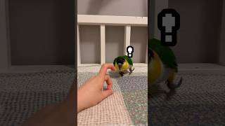셀프긁긁중인 망고 유인하기 #shorts #parrot #caique #앵무새 #카이큐 #ズグロシロハラインコ