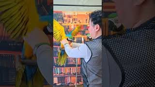 2025년 사계절 앵무새 시즌2  앵무새 분양가 공시예…