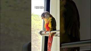 삐끼삐끼댄스 No 삐끗삐끗댄스 #parrot #귀여운동…