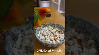 [ 썬코뉴어 Sunconure parrot ] 팝콘 튀겨줬더니 안터진것만 맛있게 먹는 앵무새 토토~