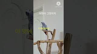 앵무새ㅡ순돌아 이맛이 그맛이야