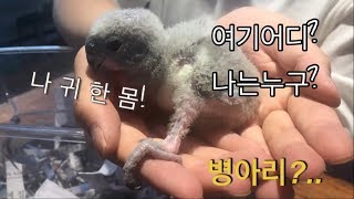 버드플라잉 이유조 근황 #2 (2019.06.04) 두근두근..귀한새..