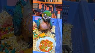 청금강 앵무새들에게 펠렛을 적응시키고 있어요