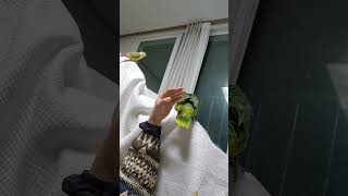 아마존앵무새 말하고 놀아주기