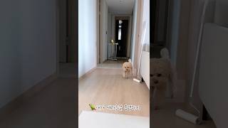 나 새 맞다구 나 날수도 있다구 #강아지 #애견영상 #반려견 #동물키우기 #귀여운 #parrot #pet#parrot#caique#노란머리카이큐#카이큐앵무새#앵집사