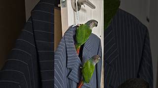 코뉴어앵무새#하랑이#하봉이#parrot#cute