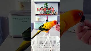 앵무새 세 바퀴 돌기 연습 #three turns # …