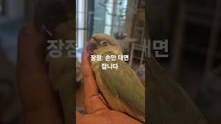 손만 닿으면 잡니다^^ 순둥이 암컷 푸딩이  #민트코뉴…