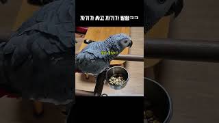 똥 싸고 말하는 앵무새 / 회색앵무 랄라 / #shor…
