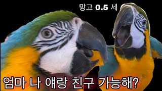 도요일? 청금강 둘이 만나면?