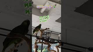 예삐]알바하는 앵무새#아마존 #예삐 #말하는앵무새 #커피맛집 #parrot #쇼츠 #커피