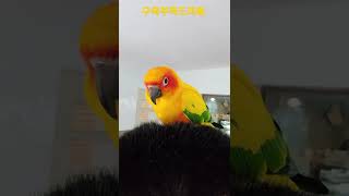 썬코뉴어앵무새 #shorts