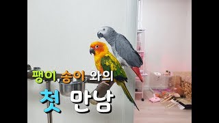 팽이,송이와의 첫 만남