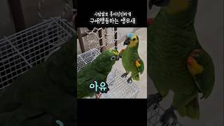 사람말로 흥미진진하게 구애행동하는 앵무새 #아랑이 #아마존앵무새 #대화하는앵무새