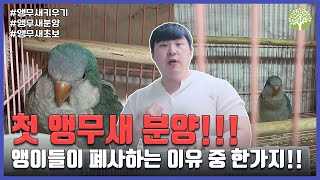 [앵무새키우기] 첫 앵무새 분양!! 앵이들이 폐사하는 이유 중 한가지!!