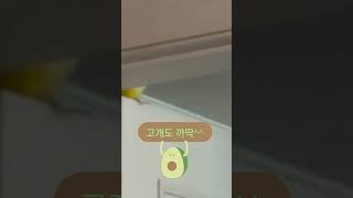 인사성도 밝은 사랑이#앵무새 #퀘이커 #parrot # 안녕하세요#목례