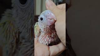 떡져도 이쁘다 너                                   #앵무새 #반려동물 #반려조 #코뉴어 #귀여운영상 #가정분양