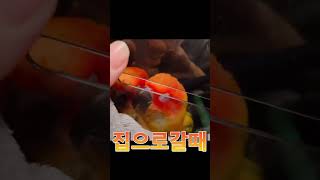 앵무새 놀러갈때, 집에갈때 온도차 ㅋㅋ #썬코뉴어 #앵…