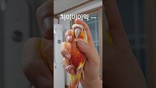 코뉴어 스프레이 칙칙  ... #코뉴어 #앵무새 #앵집…