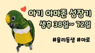 마로의 신비로운 성장기록 #황모자아마존 #아마존이유조 #앵무새키우기