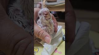 너무너무 맛있어 이유식 먹방               …