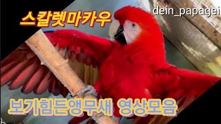 보기힘든 앵무새 영상 모음!! dein_papagei