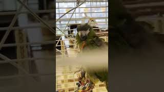 한스 마카우 앵무새와 '에엑~에엑~엑엑' 주고받기 The Hans Markau parrot