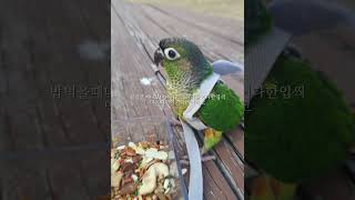 막내의마음은#앵무새랄라#앵무새#앵무#랄라