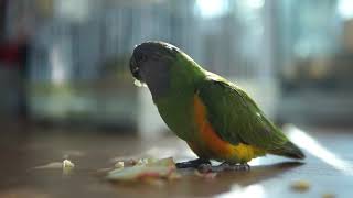 [세네갈앵무] 사과를 물고 뜯고 씹고 즐기고