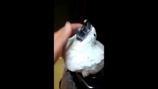 [엉클버드]앵무새이야기-엄브렐러 코카투