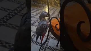 아프리카 회색앵무 멋지고 이쁜 새