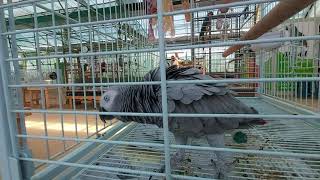 춤추는 회색앵무