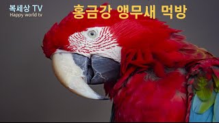precious body, Scarlet macaw! 사람 좋아하고 활발하고 온유하고 수명은 60년이상 산다고 알려져 있는 식성좋은 귀한동물 홍금강 앵무새 먹방 ~ 복세상TV