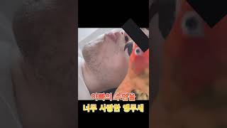 아빠의 수염을 너무 사랑하게된 앵무새… #썬코뉴어 #앵…