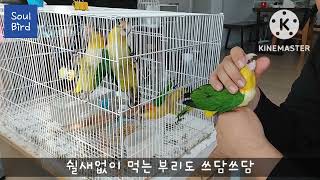 (쏘울버드) 노랑머리카이큐 분양 중입니다