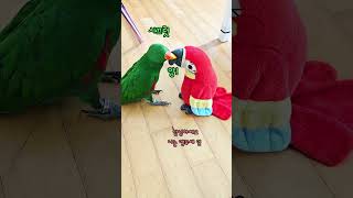 잔디 vs 앵무새 인형 ! 누가 이겼을까요? #shor…
